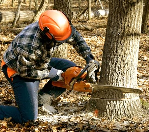 Tree Removal in Paris, IL